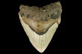 Bargain, Fossil Megalodon Tooth - North Carolina #124968-1